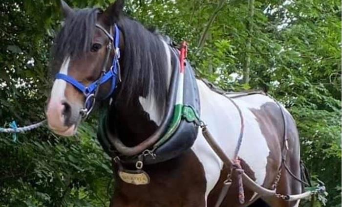 A view of Llangollen Wharf's Majestic Horse Dakota while he gently pulls one of our boats a long the Llangollen Canal.